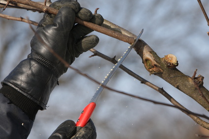 cutting a tree with a saw